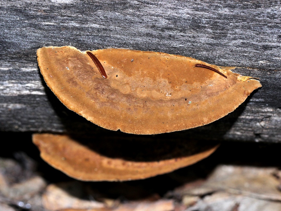 Gloeophyllum carbonarium image