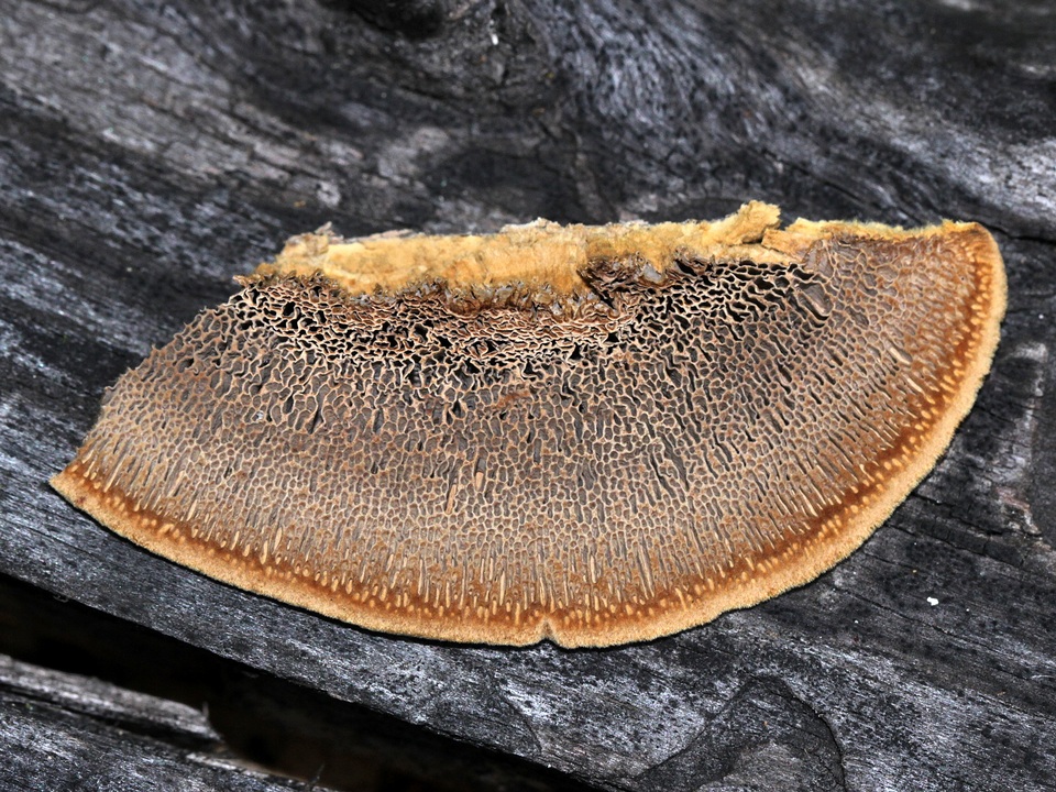 Gloeophyllum carbonarium image