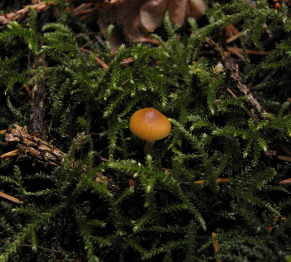 Galerina uncialis image