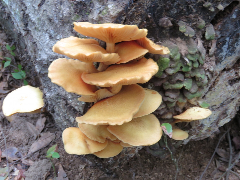 Gymnopilus luteoviridis image