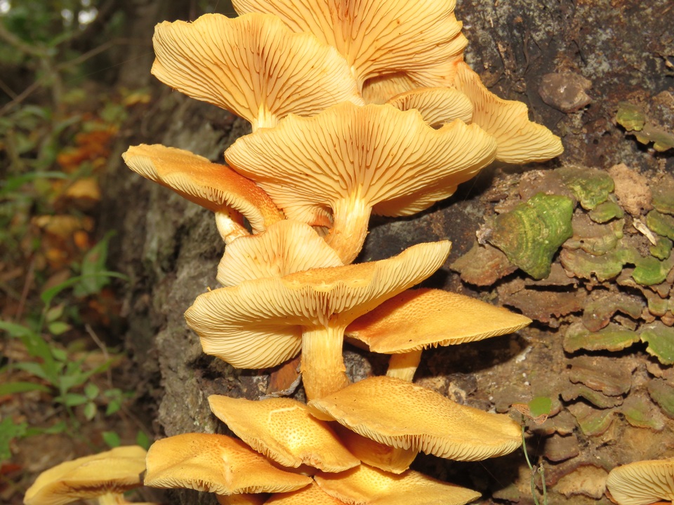 Gymnopilus luteoviridis image