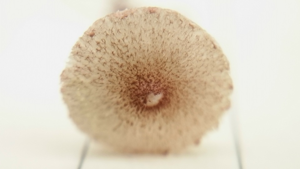 Echinoderma rubellum image