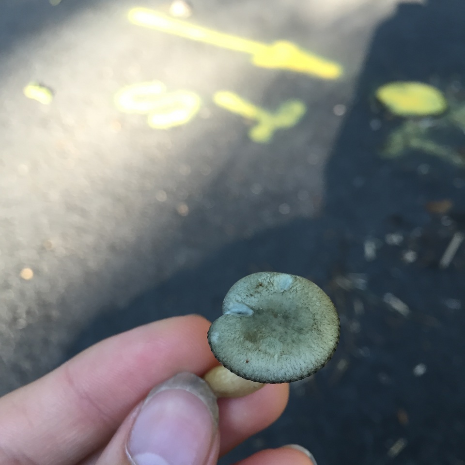Clitocybe glaucoalba image