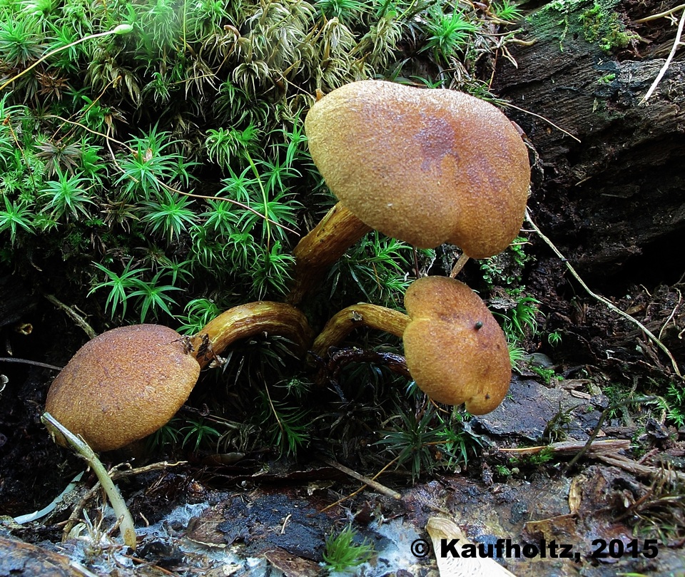 Gymnopilus humicola image