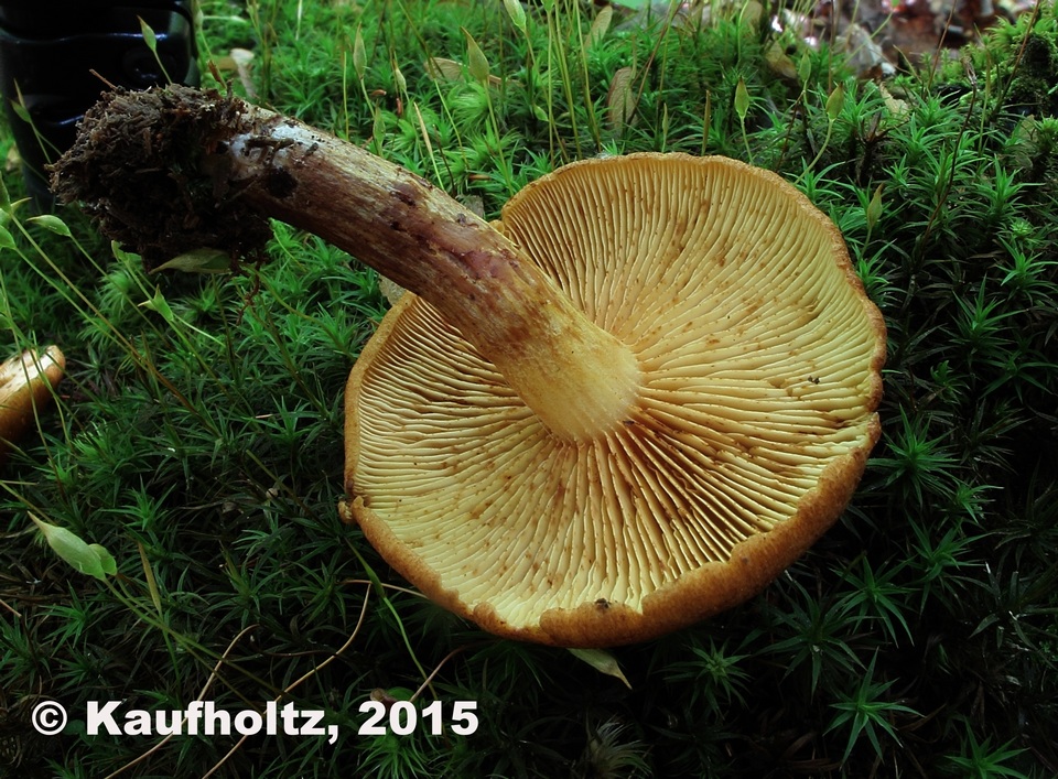 Gymnopilus humicola image