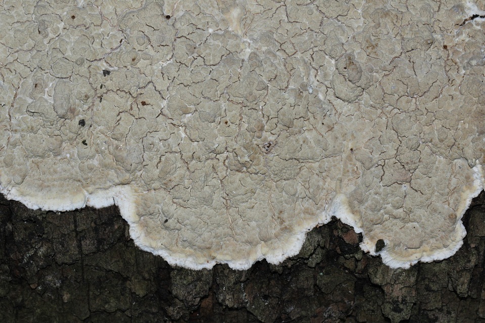 Cystostereum murrayi image