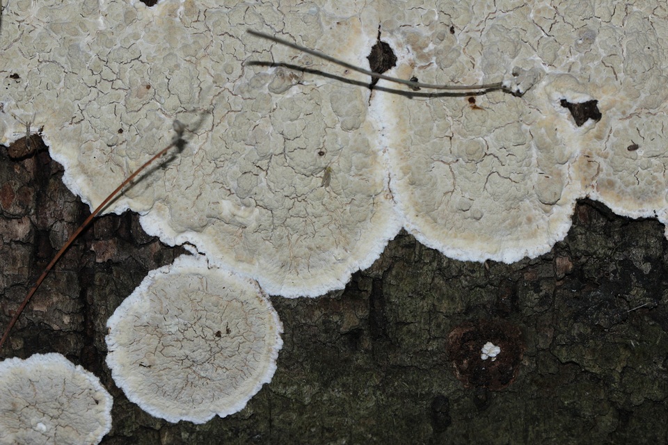Cystostereum murrayi image