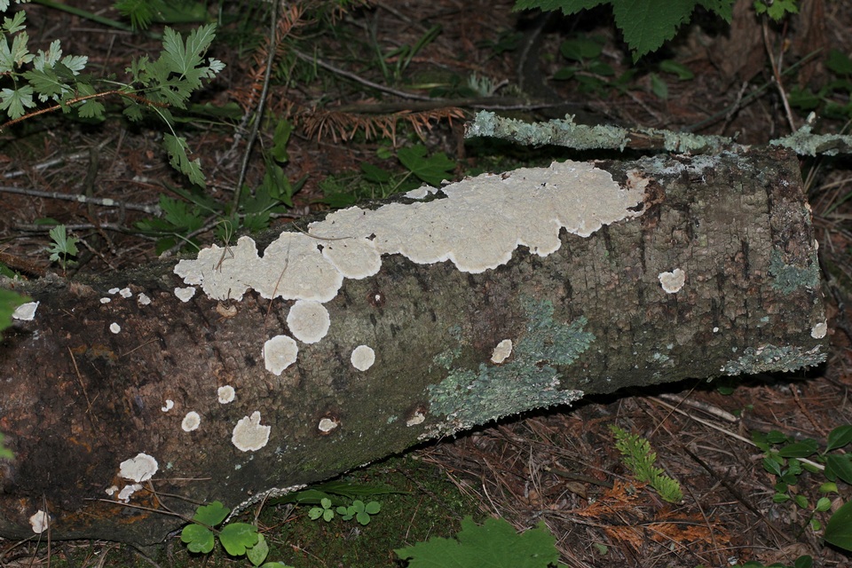 Cystostereum murrayi image