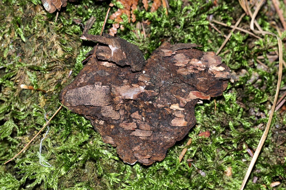 Cystostereum image