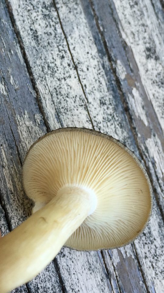Clitocybe glaucoalba image