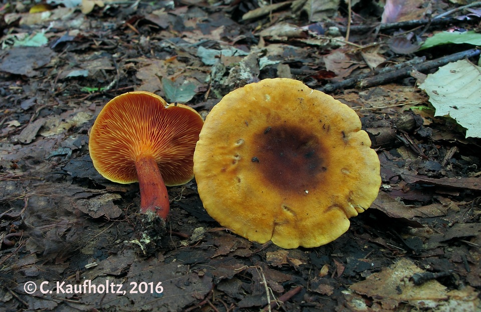 Hygrophoropsis rufa image