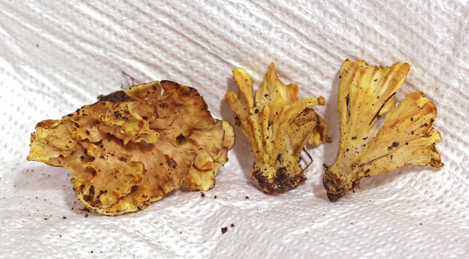 Stereopsis vitellina image