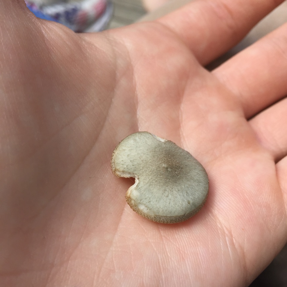 Clitocybe glaucoalba image