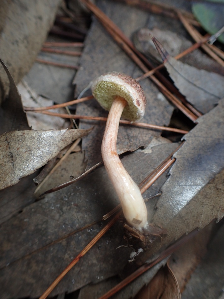 Suillus viscidipes image