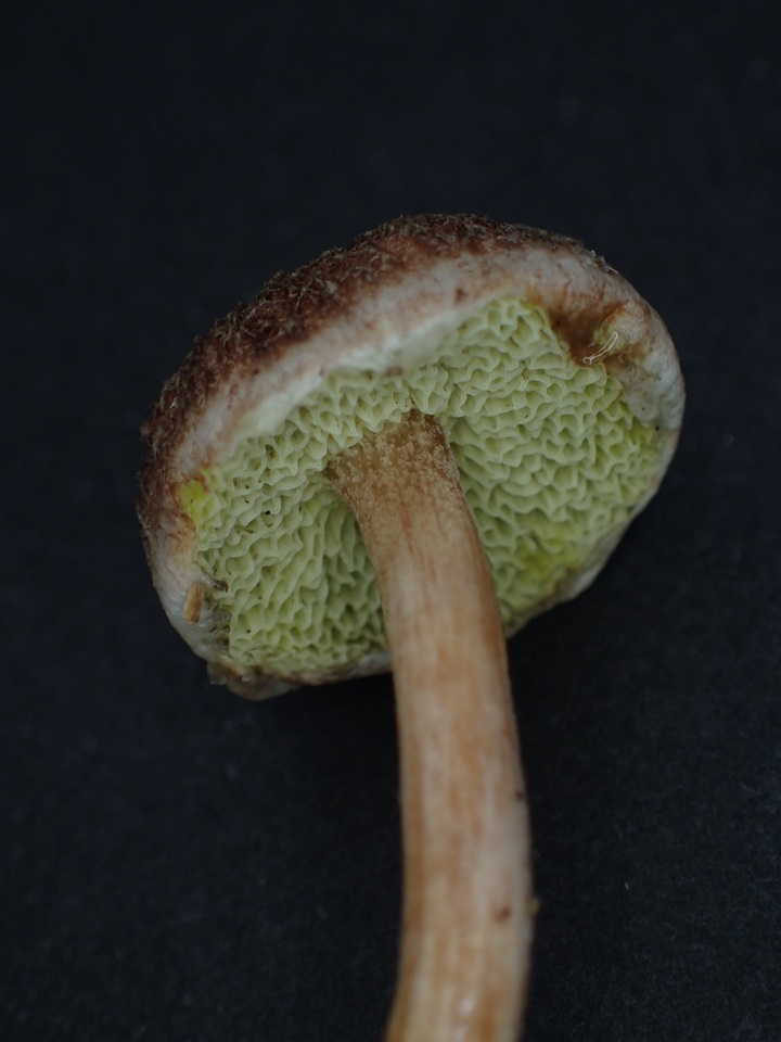 Suillus viscidipes image