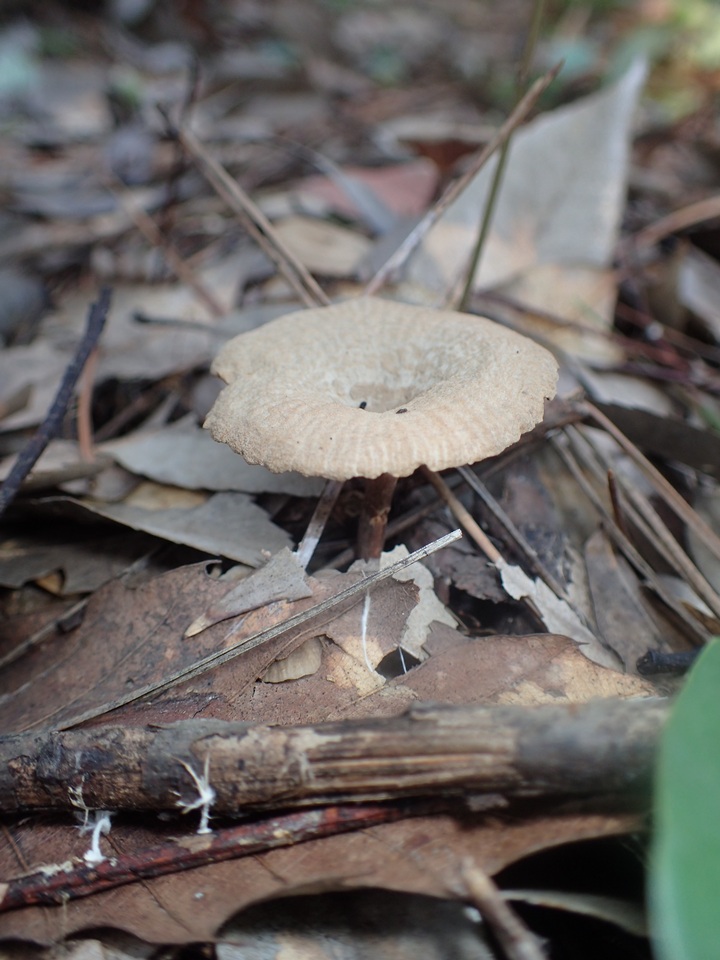 Laccaria vinaceoavellanea image