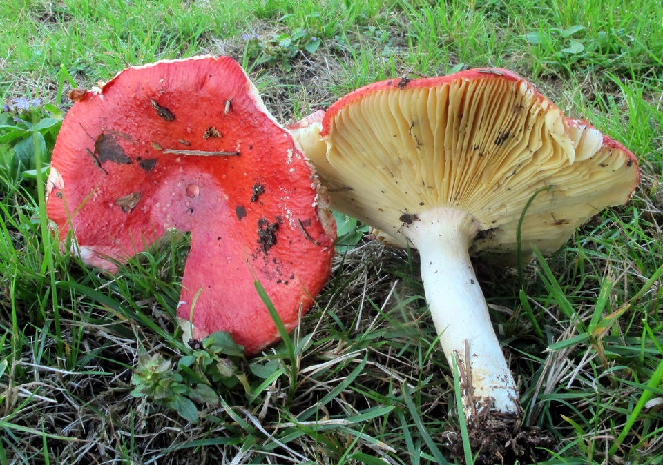 Russula borealis image