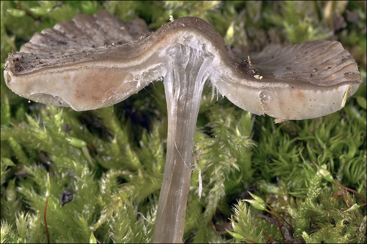 Mycena polygramma image