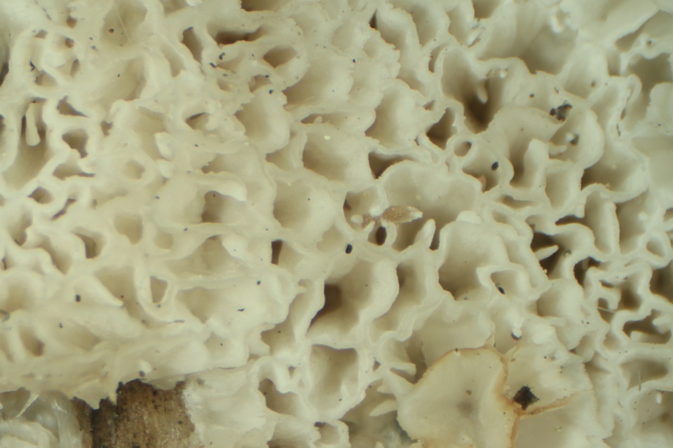 Ceriporia lacerata image