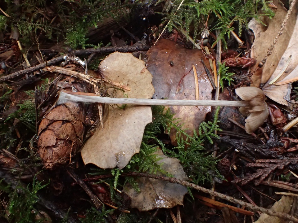 Entoloma lucidum image