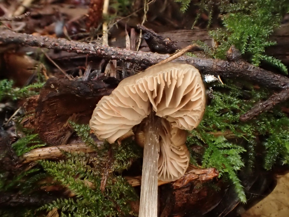 Entoloma lucidum image