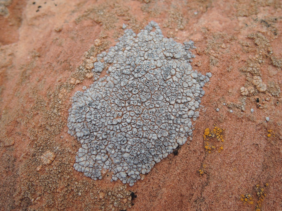 Acarospora cervina image