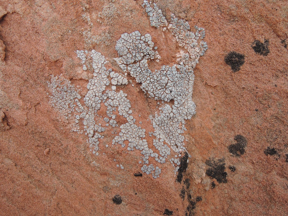 Acarospora cervina image