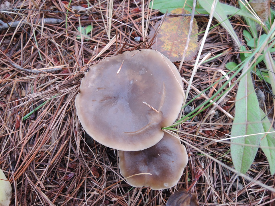 Melanoleuca decembris image
