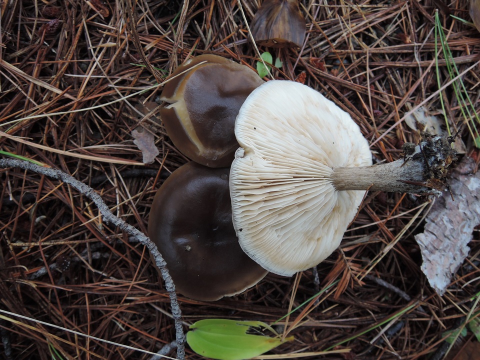 Melanoleuca decembris image