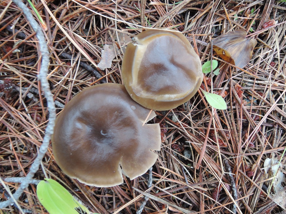 Melanoleuca decembris image