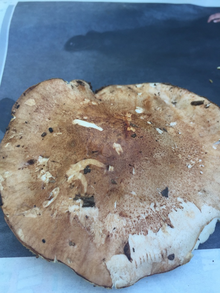 Tricholoma ustale image