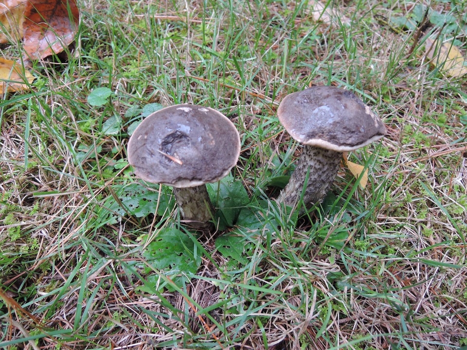 Leccinum griseonigrum image