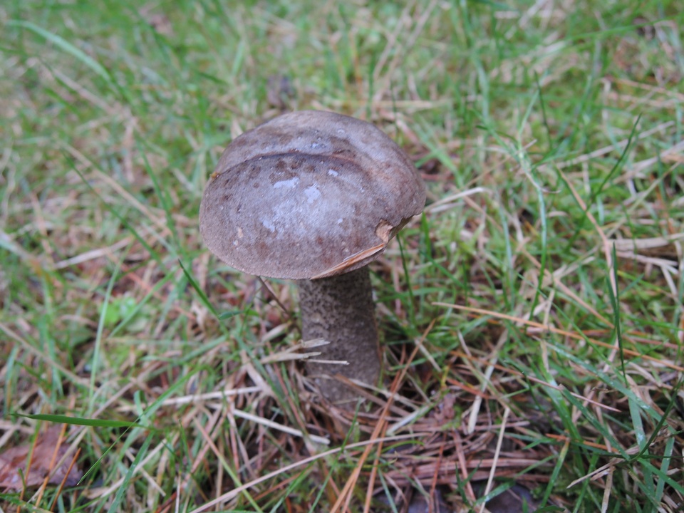 Leccinum griseonigrum image