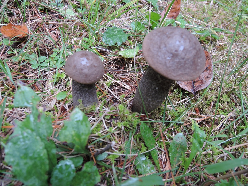 Leccinum griseonigrum image