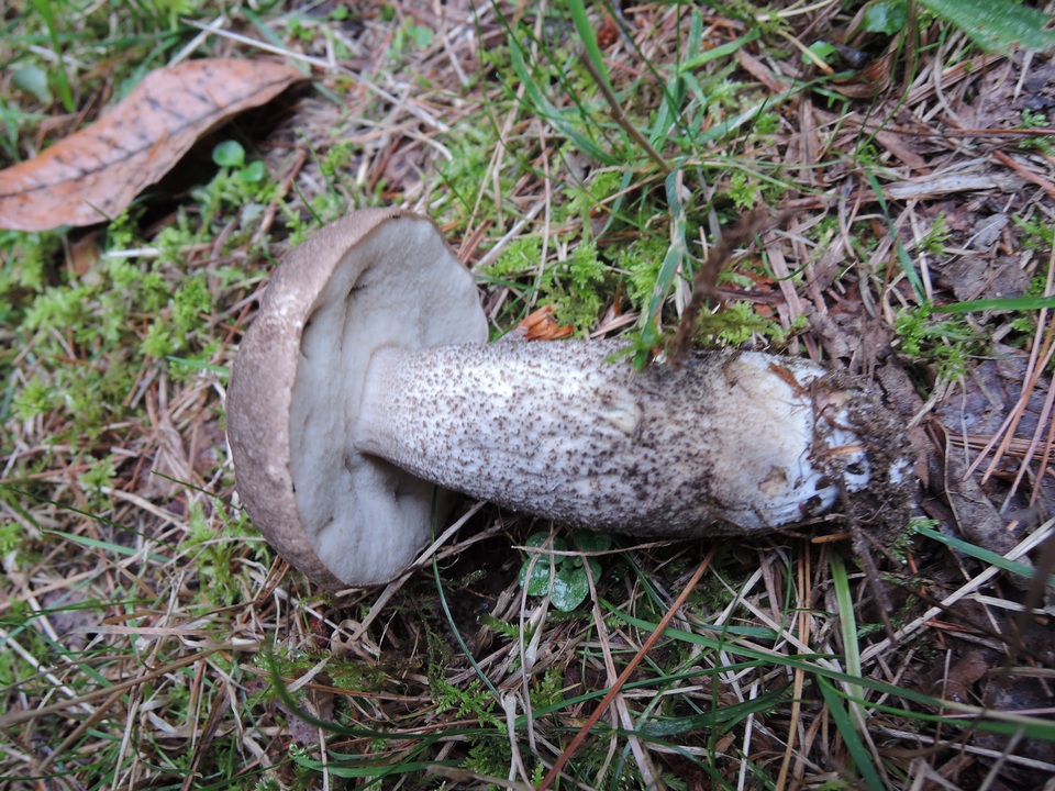 Leccinum griseonigrum image