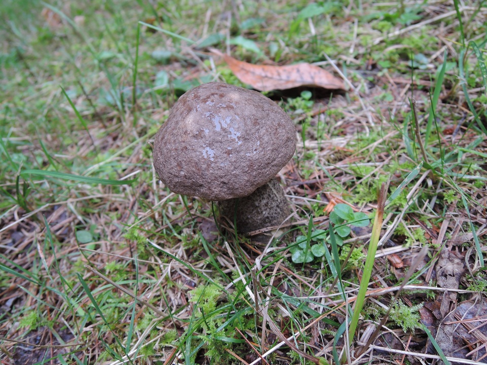 Leccinum griseonigrum image