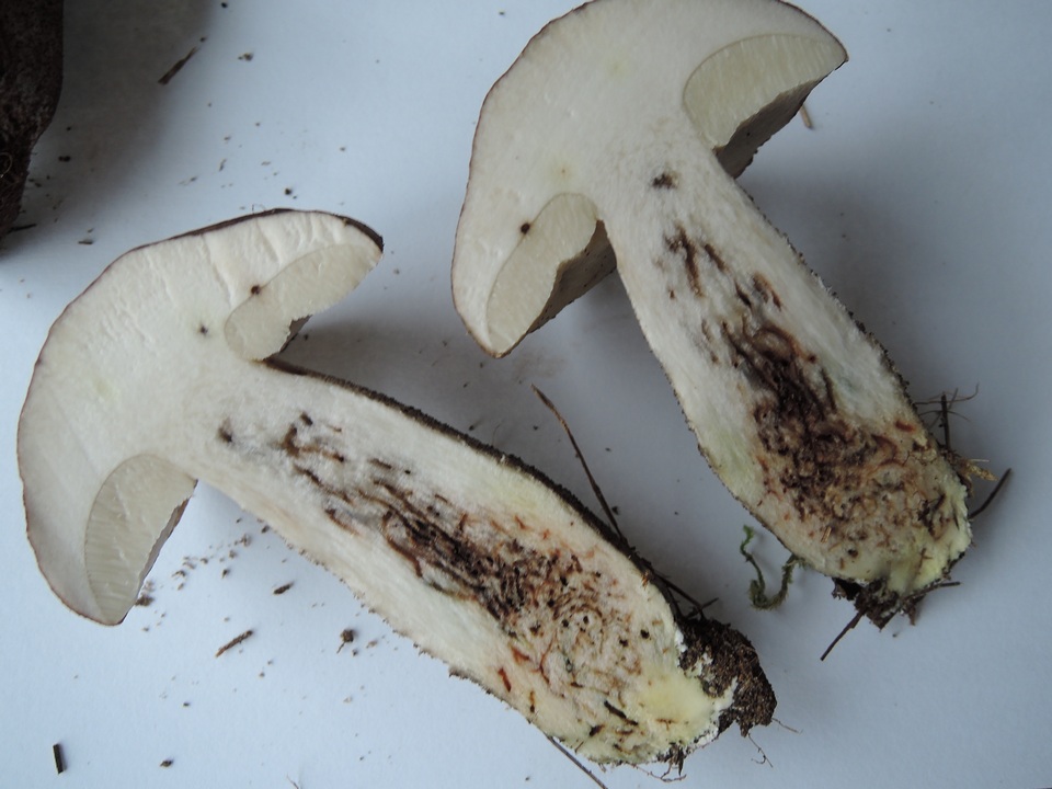 Leccinum griseonigrum image