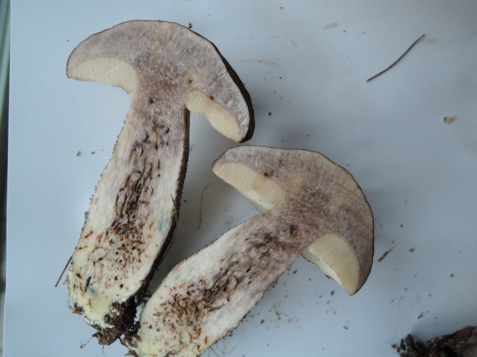 Leccinum griseonigrum image