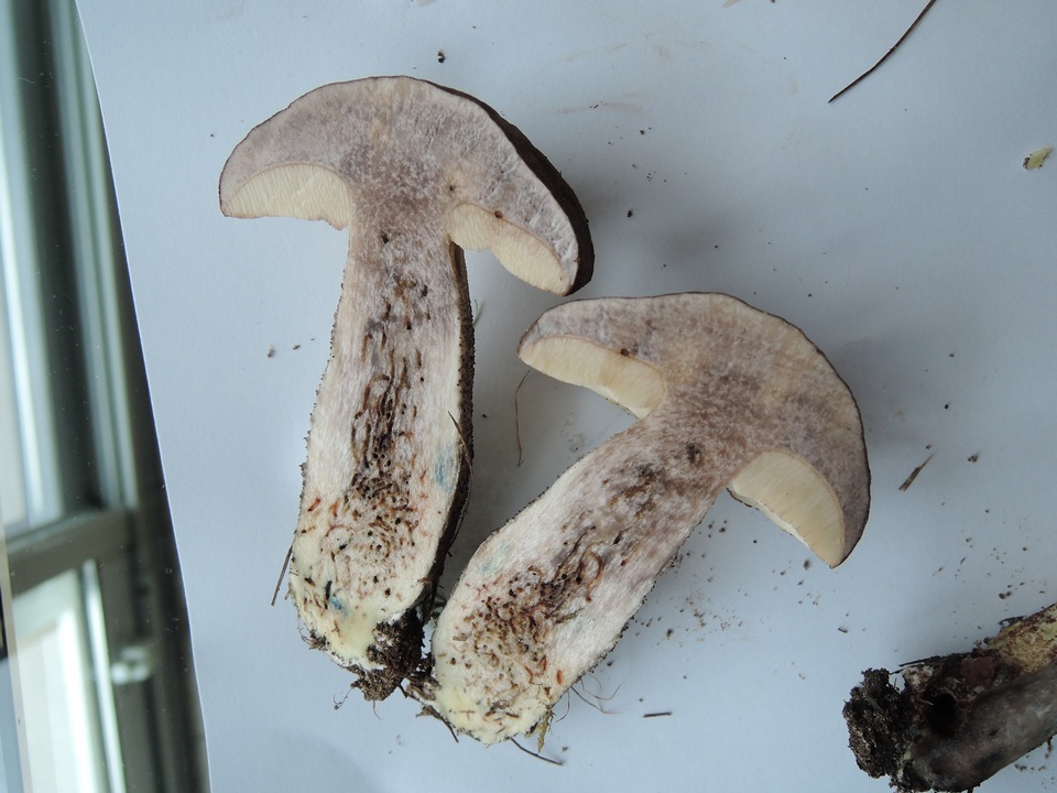 Leccinum griseonigrum image