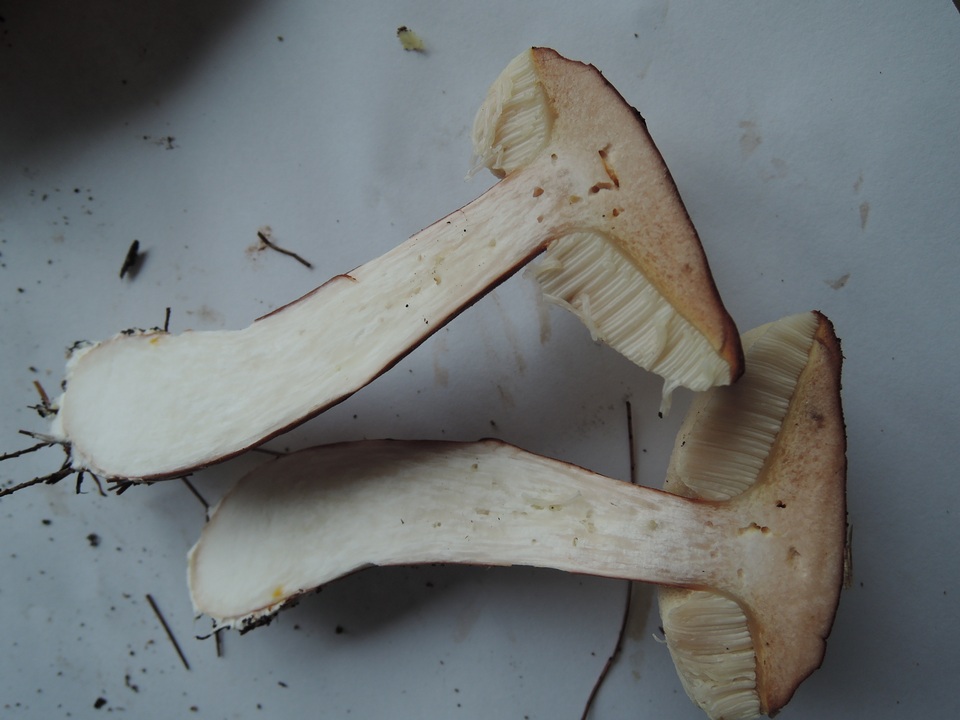 Austroboletus gracilis var. pulcherripes image
