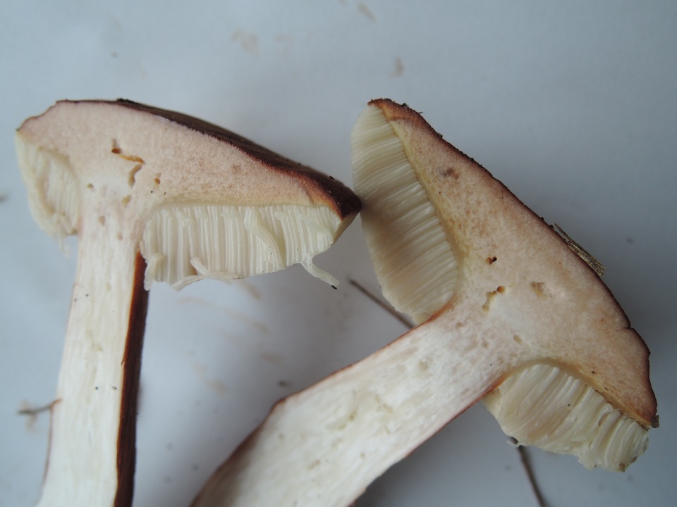 Austroboletus gracilis var. pulcherripes image