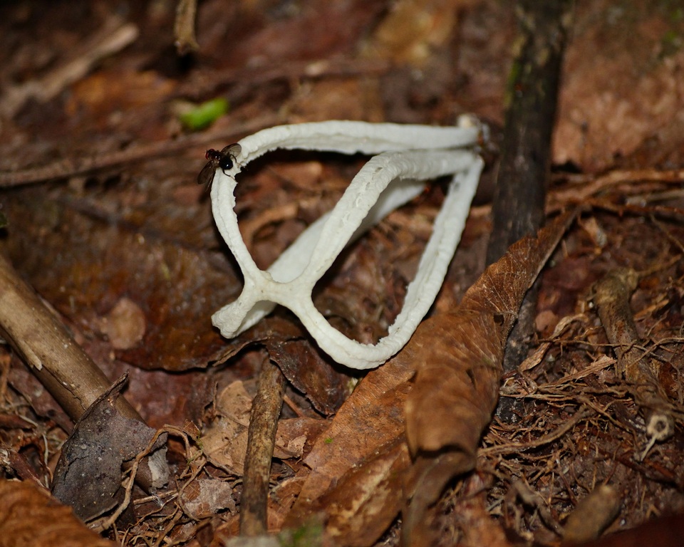 Blumenavia angolensis image
