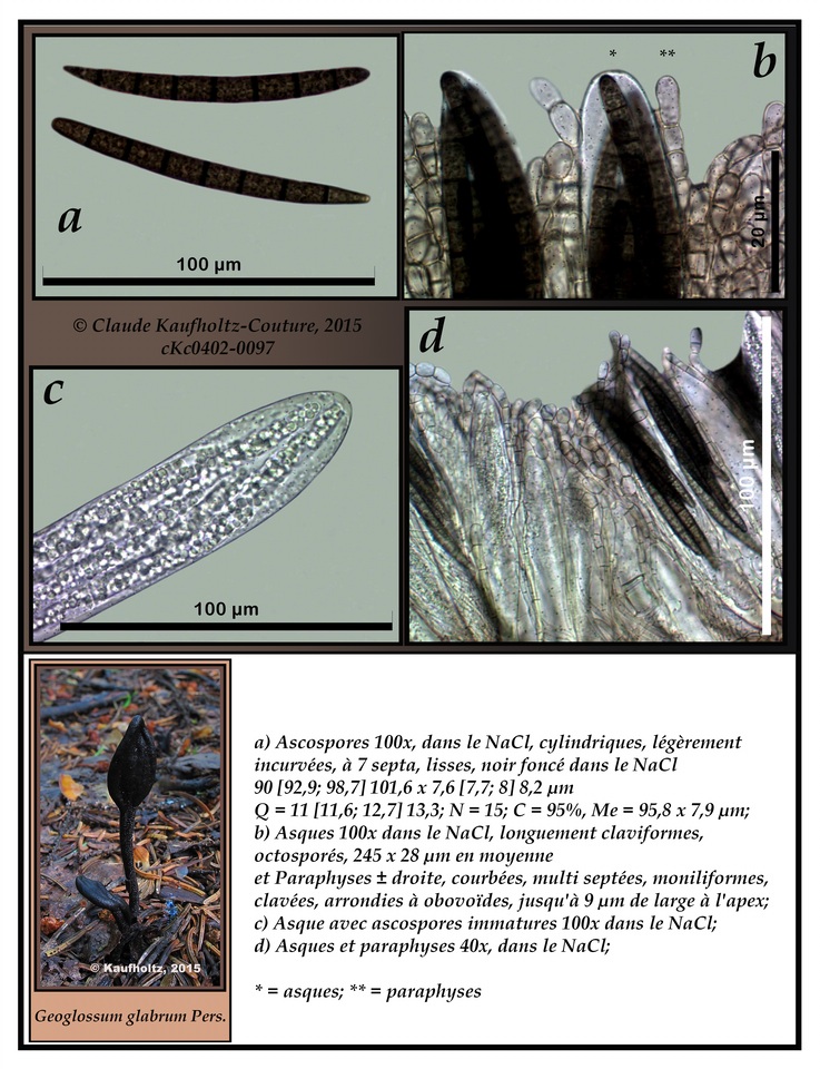 Geoglossum glabrum image