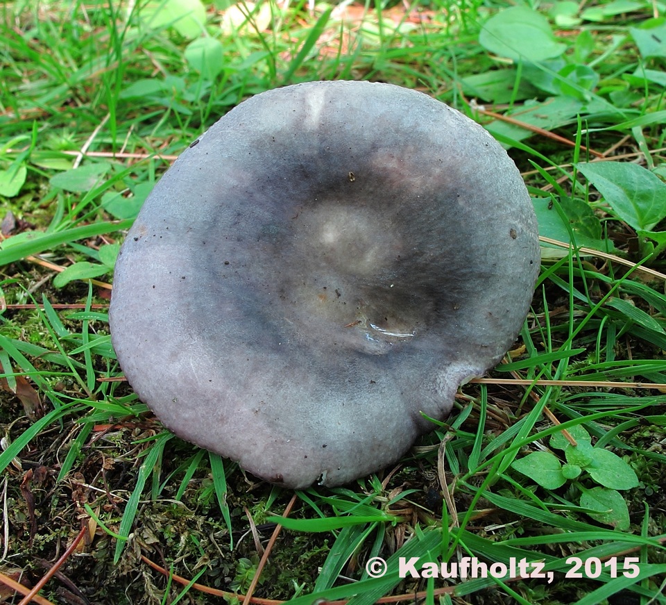 Russula ornaticeps image