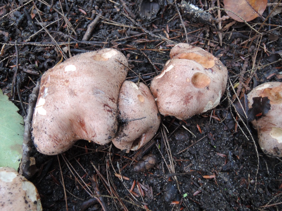 Hebeloma insigne image
