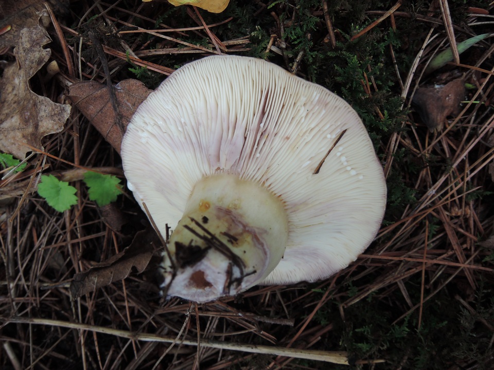 Lactarius uvidus var. acystidiosus image