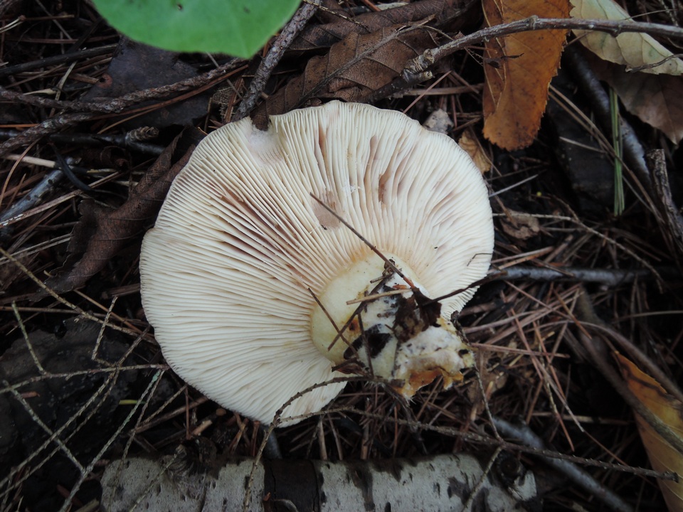 Lactarius uvidus var. acystidiosus image