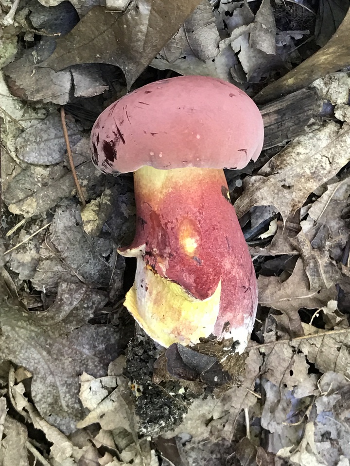 Baorangia bicolor image