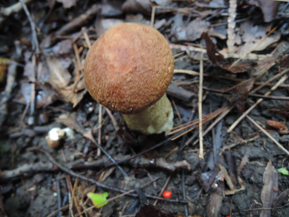 Leccinum piceinum image