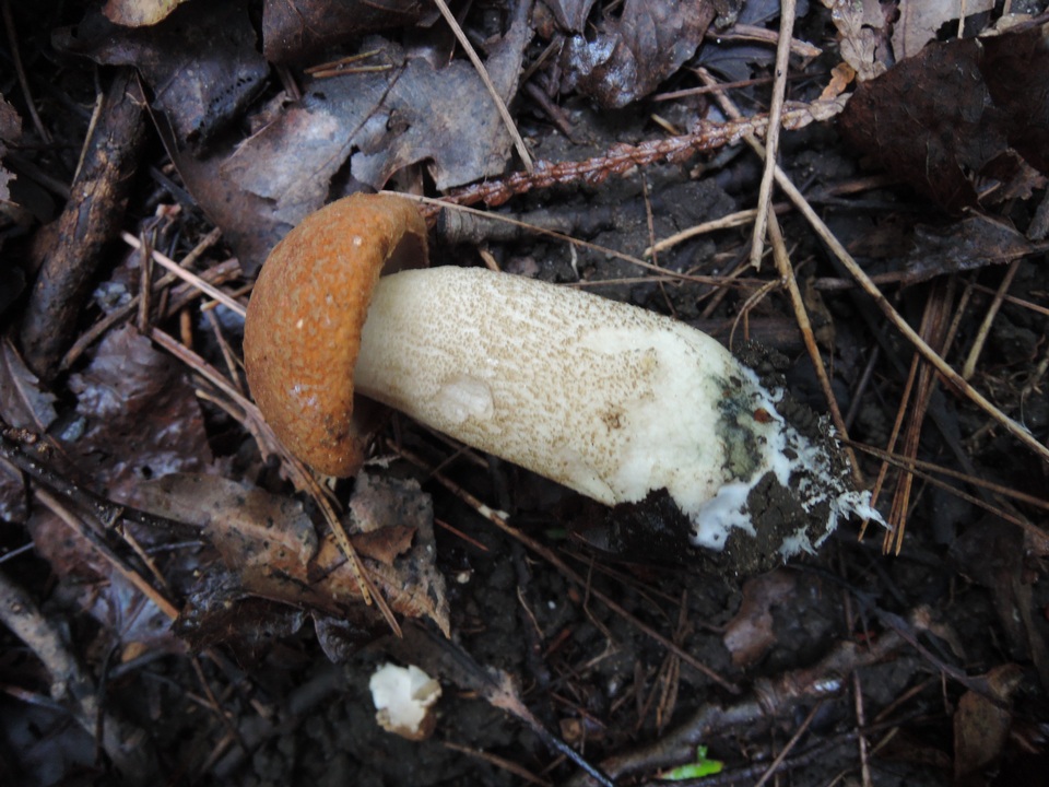 Leccinum piceinum image